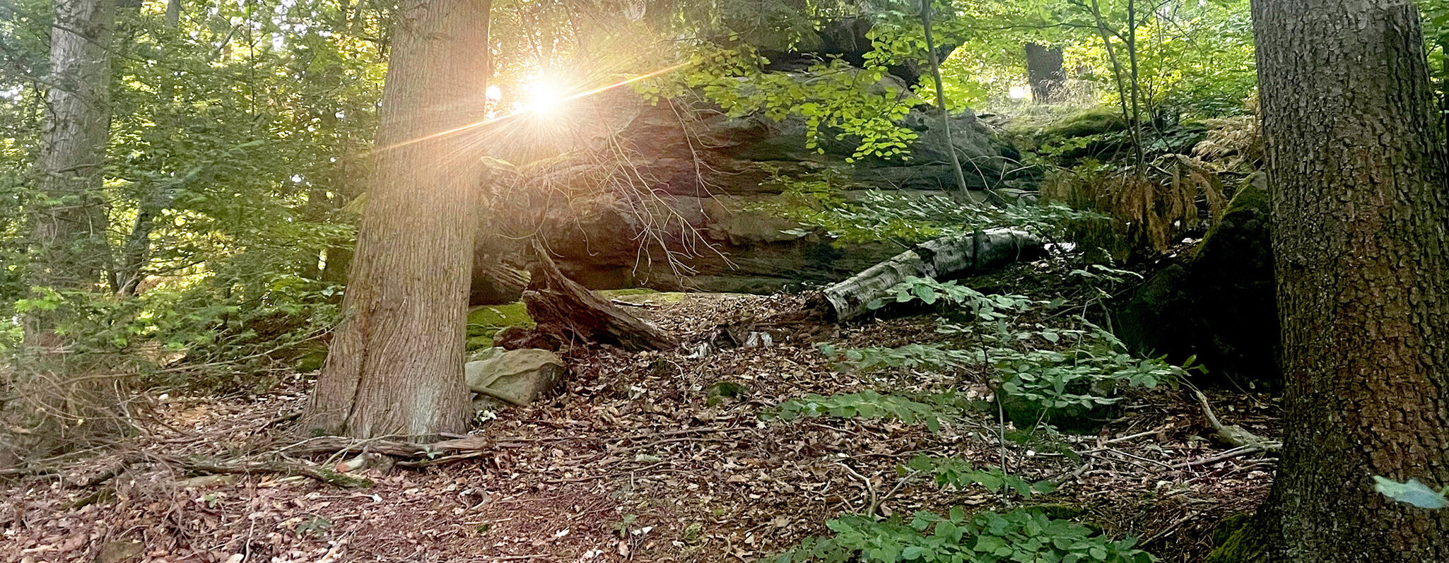 Waldfelsen