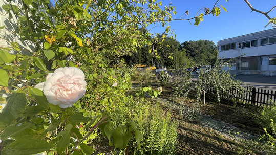 Rosengarten