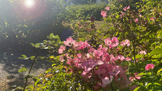 Rosengarten
