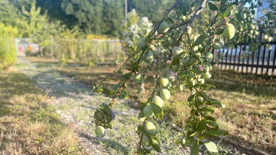 Bauerngarten