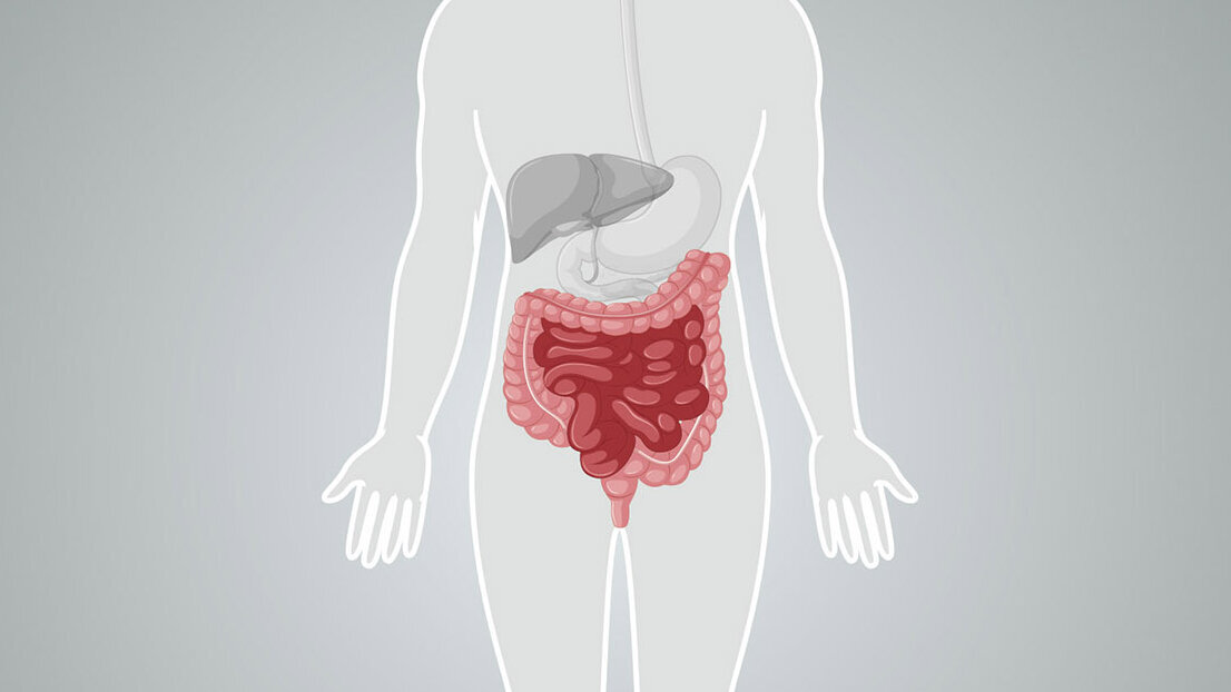Organabbildung Darm