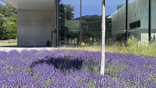 Lavendel vor dem Hörsaalgebäude